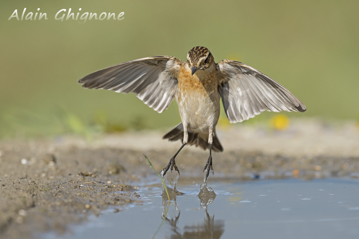 stiaccini di passo...